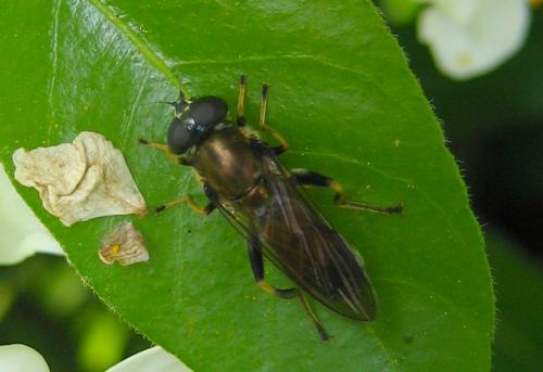 Xylota sp.