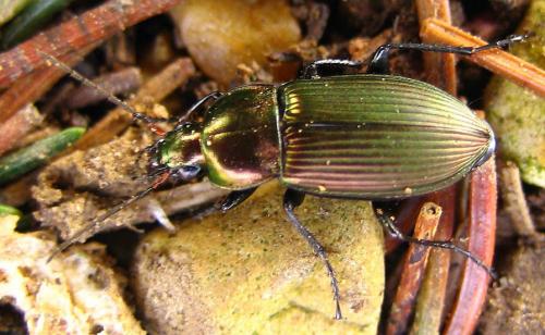 Réf. 10 313 : Poecilus cupreus