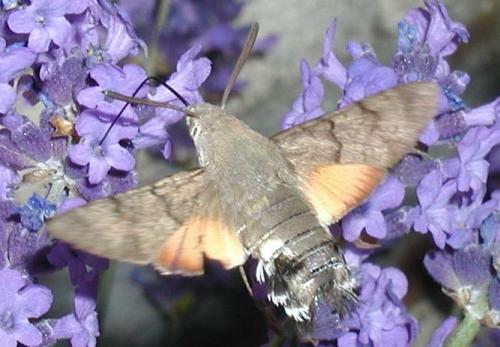 Macroglossum stellatarum
