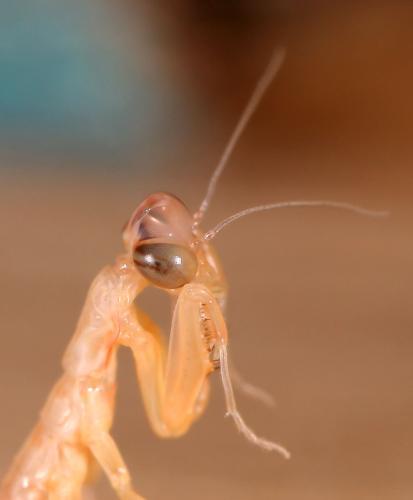 Mantis religiosa