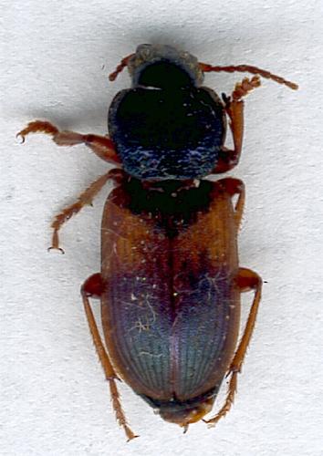 Gynandromorphus etruscus