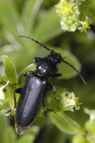Réf. 10 846 : Tetropium castaneum