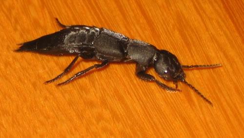Réf. 10 496 : Ocypus sp.
