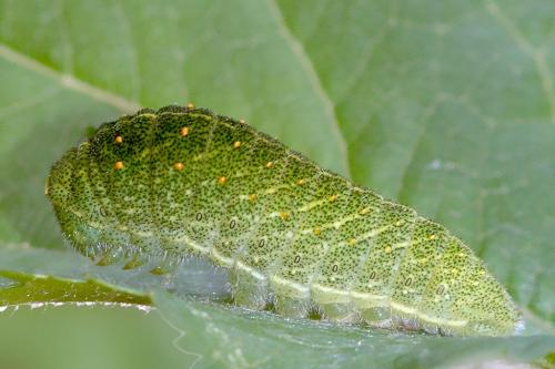 Réf. 10 217 : Iphiclides podalirius