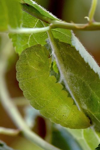 Iphiclides podalirius