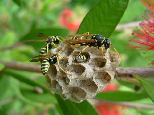 Polistes dominula