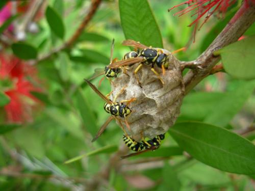 Polistes dominula