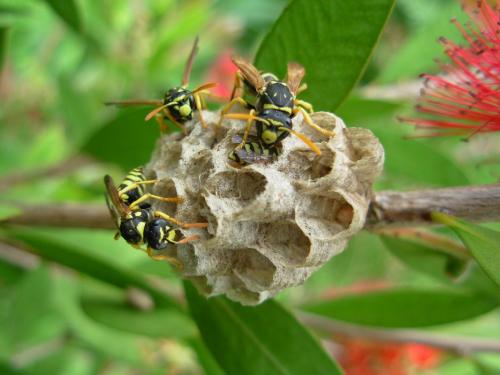 Polistes dominula