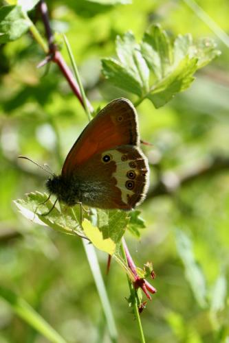 Coenonympha arcania