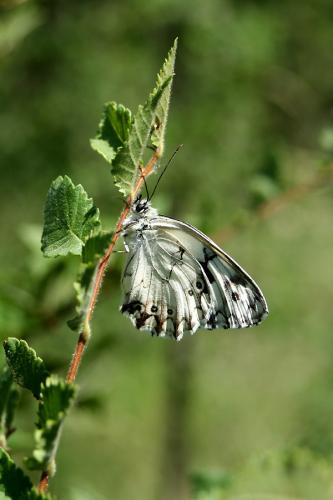 Melanargia lachesis