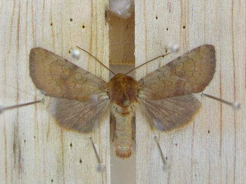 Réf. 10 278 : Sideridis lampra