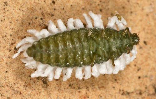 Réf. 10 107 : Scymnus sp.
