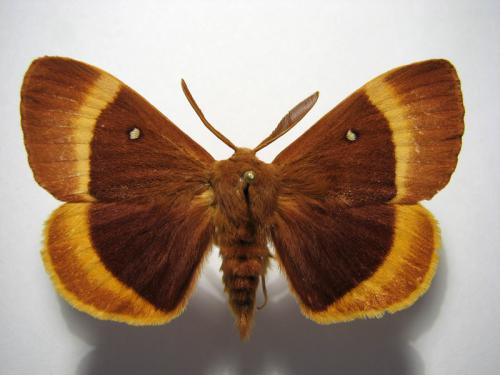 Lasiocampa quercus