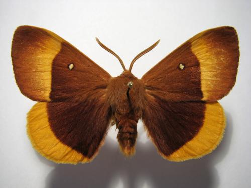 Réf. 10 268 : Lasiocampa quercus