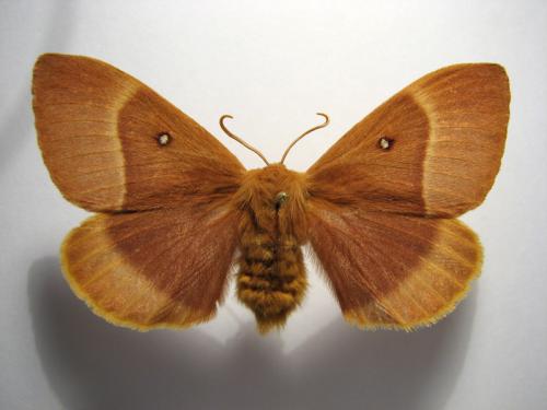 Réf. 10 270 : Lasiocampa quercus