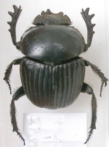 Réf. 10 857 : Scarabaeus laticollis