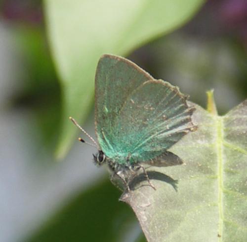 Callophrys rubi