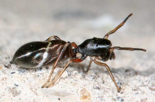Réf. 10 260 : Leptorchestes sp.