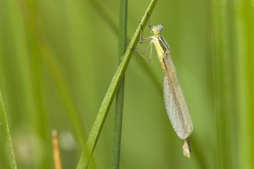 Lestes sp.