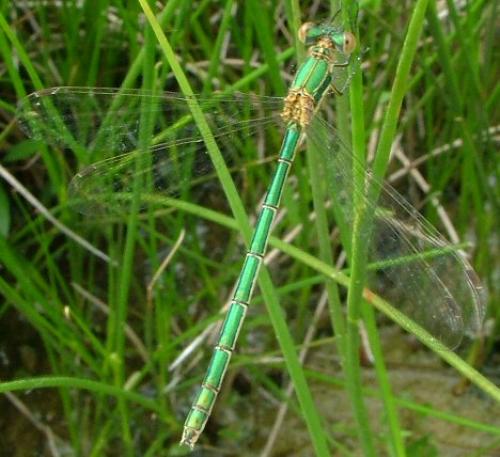 Lestes sponsa