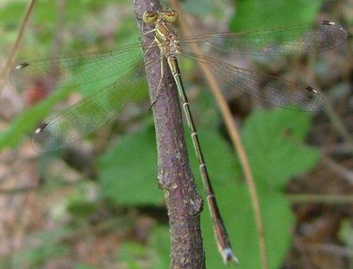 Lestes barbarus