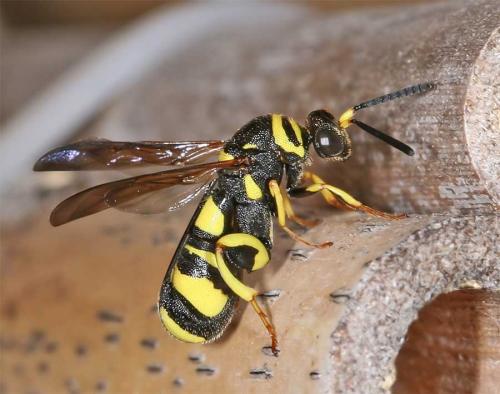 Leucospis dorsigera