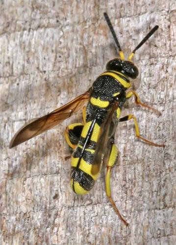 Leucospis dorsigera