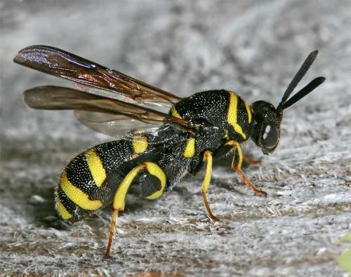 Leucospis dorsigera