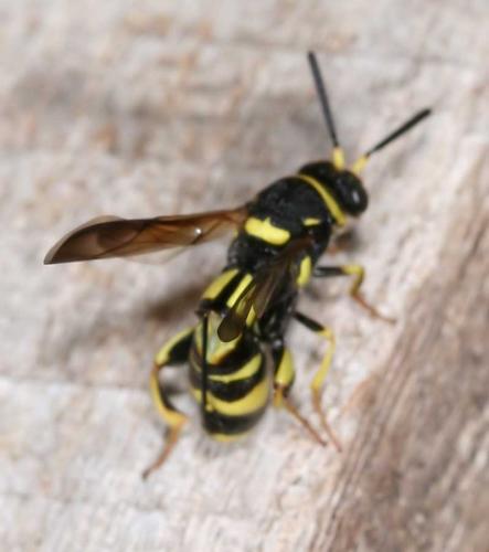 Leucospis dorsigera