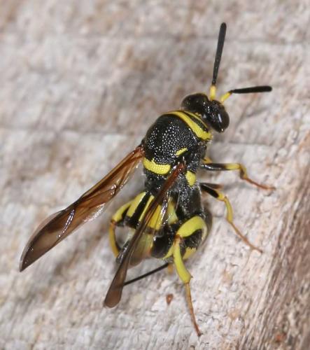 Leucospis dorsigera