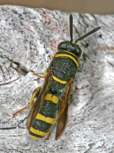 Leucospis dorsigera
