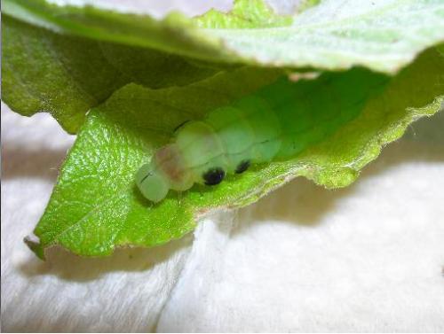 Scoliopteryx libatrix