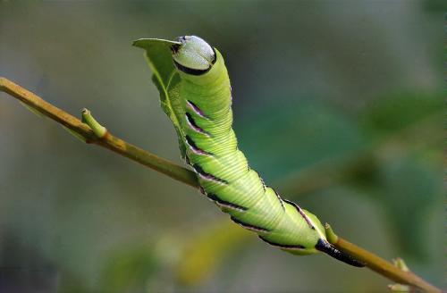 Réf. 10 033 : Sphinx ligustri