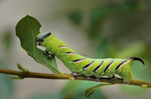 Réf. 10 034 : Sphinx ligustri