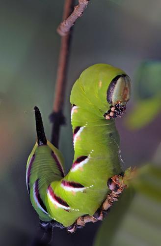 Réf. 10 129 : Sphinx ligustri