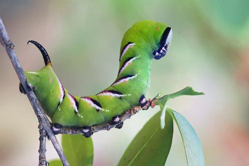 Réf. 10 130 : Sphinx ligustri