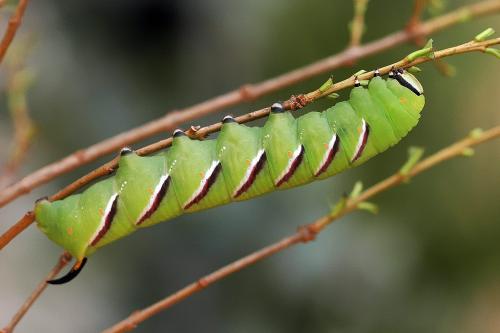 Réf. 10 519 : Sphinx ligustri