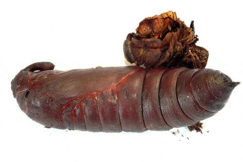 Sphinx ligustri