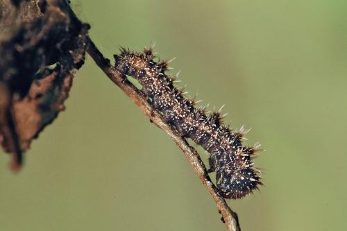Limenitis reducta