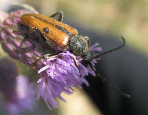 Vadonia unipunctata