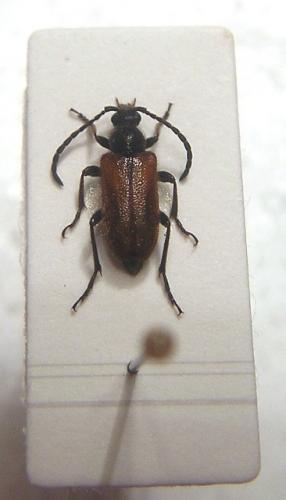 Pseudovadonia livida