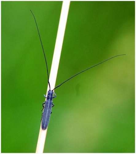 Réf. 10 532 : Calamobius filum