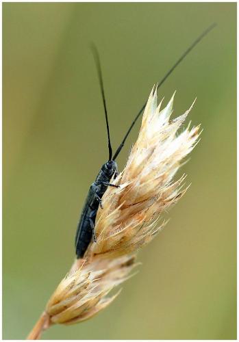 Réf. 10 533 : Calamobius filum