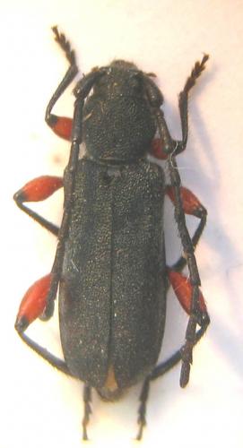 Ropalopus femoratus