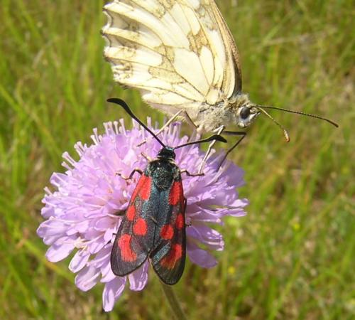 Zygaena loti