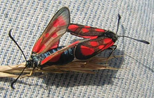 Zygaena loti