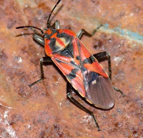 Spilostethus pandurus