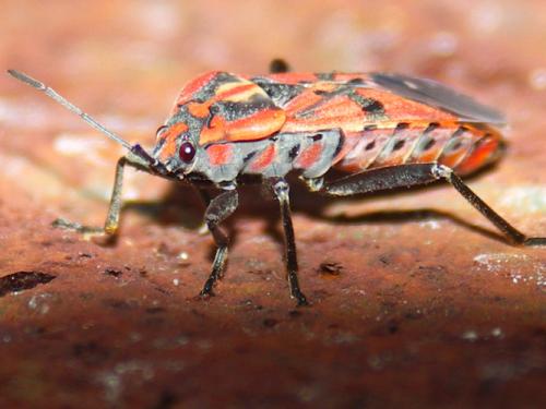 Spilostethus pandurus