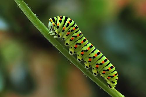 Réf. 10 537 : Papilio machaon