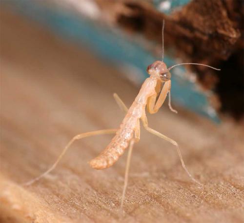 Mantis religiosa